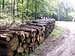 Strzelin forests 31 – Pile of…