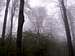 Strzelin forests 44 – Morning fog…