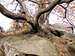 Ślęża minerals 24 – Dwarf oaks…