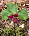 Painted Trillium??? - Spotted...