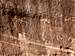 Petroglyphs in Sieber Canyon