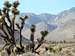Mojave Desert Jawbone Canyon Area