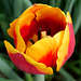 Tulip  New Hampshire