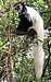 Colobus monkey as seen at the beginning of the Rongai Route up Kilimanjaro