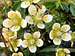 Mossy saxifrage