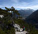 A pine tree below the summit of Monte Nebria