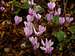 Cyclamen hederifolium, Apennines