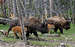 Bison with calves