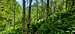 Trail thru Aspen trees.