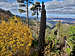 Below the summit of Chiricahua Peak