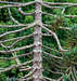 araucaria angustifolia