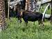 Moose along the North Inlet Trail