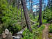 On Lake Fork Trail