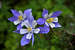 Aquilegia caerulea (Rocky Mountain Columbine)