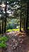 Forest on the approach to Psili Rachi