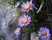 Aster Alpinum, Monte Scala