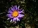 Aster Alpinum, Brenta Dolomites