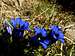 Remembering Spring (Gentiana Acaulis, Apennines)