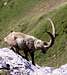 Ibex climbing on the Esel