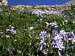 Columbines in upper Tomahawk...