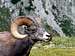 Bighorn Sheep are plentiful...