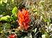 Indian Paintbrush gives color...