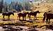 Horses in Val Caldenave...