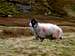 Herdwick sheep. Note the six...