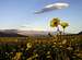 Desert Sunflower & Telescope Peak