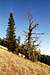 The whitebark pine on the...