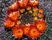 Flowering barrel cactus