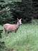 Young Mule Deer