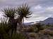 Mojave Yucca in the Granite Mountains