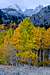Bishop Creek Fall Colors