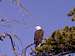 Colorado Bald Eagle