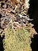 Cortina lichens...