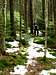 Hiking Red Spruce Knob Trail