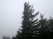 Spruce Knobb Trees