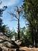 Dead pine tree on the summit...