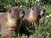 Marmots prior to their...