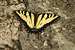 Butterfly in Shenandoah