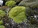 Falkland Islands Balsam Bog