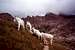 Mountain goats congregating...