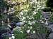 Western Azalea (Rhododenron occidentale)