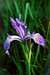 Rocky Mountain Iris (Iris missouriensis)