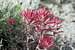 Northwest Paintbrush (Castilleja angustifolia)