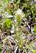 Sulphur Paintbrush (Castilleja sulphurea)
