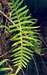 Licorice-fern (Polypodium glycyrrhiza)