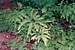 Western Maidenhair Fern (Adiantum aleuticum)