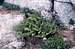Alpine Lady Fern (Athyrium distentifolium)